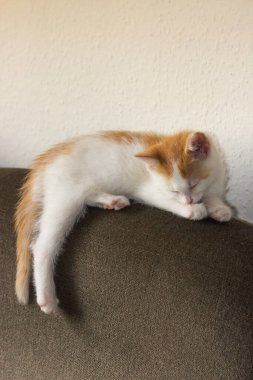 Kırmızı ve beyaz kedi yavrusu evdeki kanepenin üstünde uzanıyor ve kestiriyor. Yeşil kanepe ve beyaz duvar arka planı. Kediler boş vakit geçirir ve evde dinlenir. Evcil hayvan yaşam konsepti.