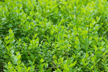Yeşil yaban mersini yaprakları, dağ ormanlarındaki yabani tarlalar. Yaz mevsiminin başında, organik yaban mersini çalıları. Çiftçilik, kırsal yaşam tarzı ve tarım kavramı.