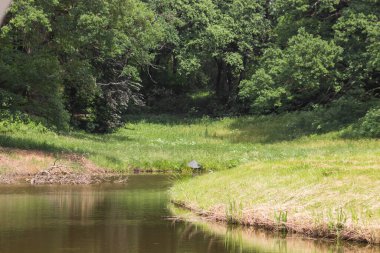 Yeşil yaz ormanlarında yansıyan durgun göl ya da nehir suyu. Huzurlu manzara manzarası. Çevre ve ekoloji kavramı.