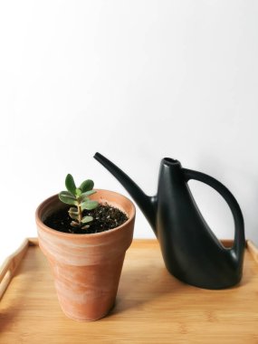 Siyah sulama kutusuyla seramik bir tencerede taze yeşil filiz. Bitki bakımı ve evde büyümek. Tahta yüzey, beyaz arkaplan ve metin için boşluk.