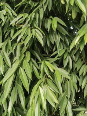 Bir sürü yeşil dikdörtgen yapraklı tropikal bir ağacın dalları. Metin için yeşillik arkaplanı. Ekoloji kavramı.