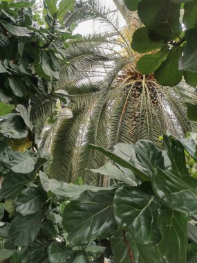 Göldeki ahşap platform. Ufuk, mavi su ve alacakaranlıkta berrak gökyüzü. Doğanın sükunet sahnesi. Metin için mavi arkaplan ve boşluk.