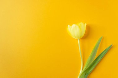 Single yellow tulip flower with green leaves isolated on yellow background. Postcard for spring holidays. International woman day concept.