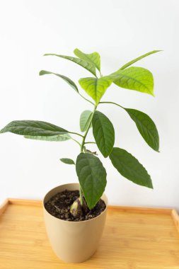 Avocado tree with big green leaves in a flower pot on the wooden table. Grows from a seed. White background.