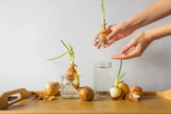 Woman\'s hands hold a sprouted onion bulb with long root. Over the jar of water and wooden table. Group of sprouted onion bulbs on white background.