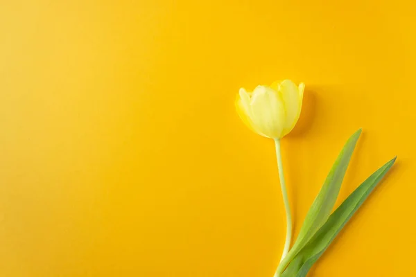 Single Yellow Tulip Flower Green Leaves Isolated Yellow Background Postcard — Stock Photo, Image