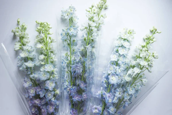 Bouquets of blue delphinium flowers wrapped in transparent paper, isolated on white background. Bunches of Larkspur flower of Delphinium Elatum ready to florist\'s sale and delivery. Small business.