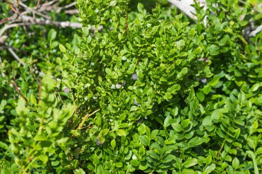 Yeşil yaban mersini yaprakları ve taze böğürtlenler, dağ ormanlarındaki vahşi tarlalar. Yaz mevsiminin başında, organik yaban mersini çalıları. Çiftçilik, kırsal yaşam tarzı ve tarım kavramı.