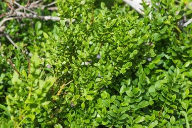 Yeşil yaban mersini yaprakları ve taze böğürtlenler, dağ ormanlarındaki vahşi tarlalar. Yaz mevsiminin başında, organik yaban mersini çalıları. Çiftçilik, kırsal yaşam tarzı ve tarım kavramı.