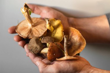 Senior man holds handful of edible mushrooms from different sorts on a white background. The mushroom picker showing his autumnal harvest. Hobby of elderly male and leisure activity concept.