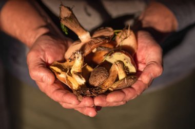 Senior man holds handful of edible mushrooms from different sorts in front of him. The mushroom picker showing his autumnal harvest. Hobby of elderly male and leisure activity concept.