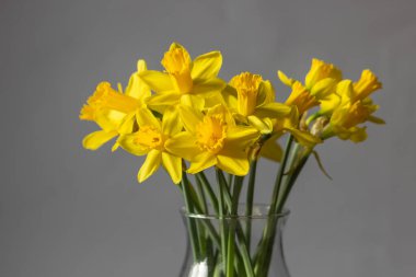 Çiçek açan sarı narsisli çiçek buketi ya da beyaz arka planda saklanmış cam vazodaki nergisler. Evde paskalya süsü. Kırsal bahçe tarzında bir demet bahar çiçeği. Eko çiçekli trendler.