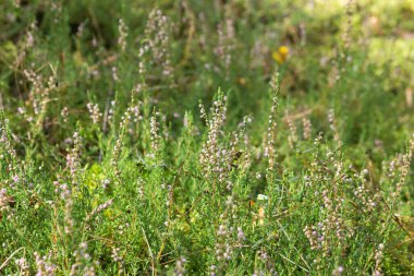Wild blooming heather bush with purple flowers in the green forest. Calluna vulgaris, heath, ling or simply heather on the green field with moss and grass. Nature floral background. Ecology concept.