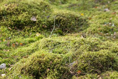 Mossy higher plants or bryophytes in autumn forest. The theme of biology, the science of mosses. Forest land covered with a bright green moss carpet. Natural background. Ecology concept.