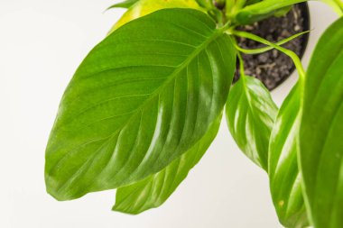 Big green spathiphyllums leaves isolated on white background. Evergreen house plant. Home garden. High quality photo