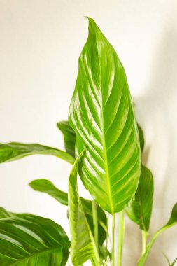 Big green spathiphyllums leaves isolated on white background. Evergreen house plant. Home garden. High quality photo