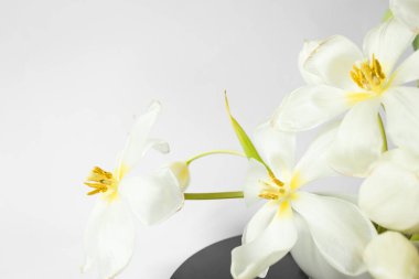 Beautiful white tulips on the white background. Ikebana arrangement, eco trends. For easter decoration at home. High quality photo