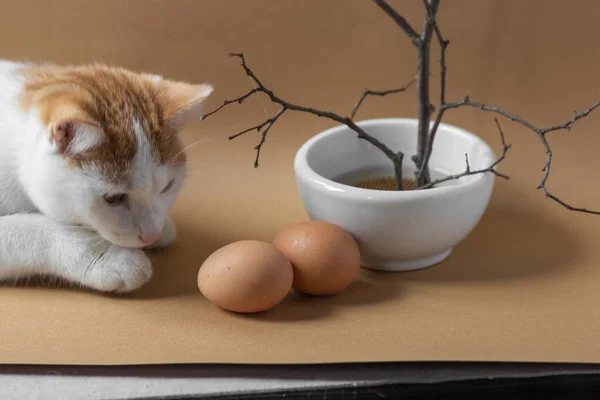 Curiosity Red White Cat Smelling Playing Two Brown Organic Eggs —  Fotos de Stock