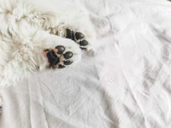 Welpe Bichon Frise Ruht Auf Dem Bett Schwarze Hundepfoten Aus — Stockfoto