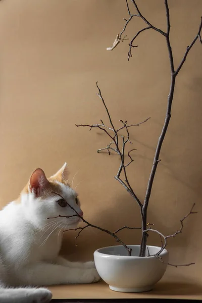 Curiosidad Gato Rojo Blanco Acostado Jugando Con Ramas Sauce Rana —  Fotos de Stock