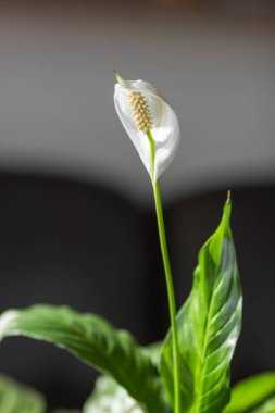 Beyaz Spatthiphyllum kochlearispathum, evde Spatthiphyllum wallisii çiçeği. Spathiphyllum bitkisinin yeşil yaprakları, Spath veya barış zambakları. Ev işleri konsepti. Metin için boşluk.