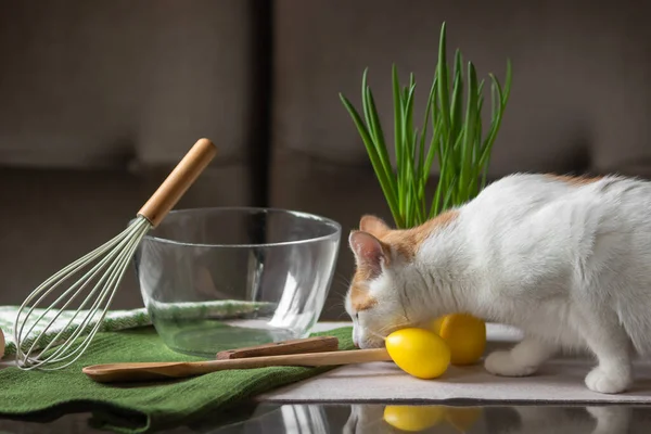 Curiosidad Gato Rojo Blanco Oliendo Huevos Mesa Cocina Utensilios Cocina —  Fotos de Stock