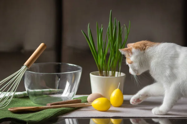 Curiosidad Gato Rojo Blanco Sienta Mesa Cocina Jugar Con Huevos —  Fotos de Stock
