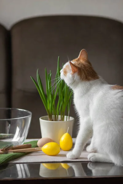 Curiosidad Gato Rojo Blanco Sienta Mesa Cocina Jugar Con Huevos —  Fotos de Stock