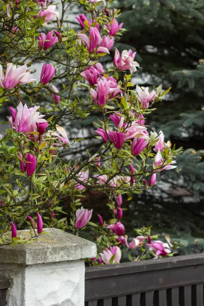 Blooming tree of pink magnolia liliflora Nigra in spring park. Floral background. Multi-stemmed ornamental shrub with opulent dark reddish-purple flowers and green leaves. Gardening concept.