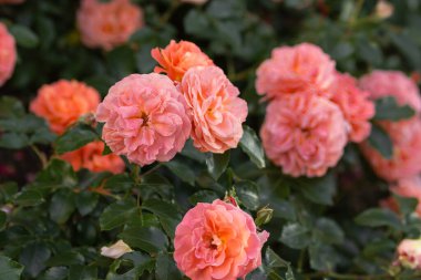 Şehir bahçesinde çiçek açan şeftali çiçekleri ve narin taç yaprakları. Koyu yeşil arka plan. Turuncu floribunda gülü. Yazın bol bol açan pembe gül çalısı. Bahçe konsepti.