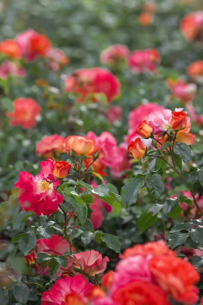 赤とピンクのバラの花は 街の庭で満開の繊細な花弁を持ちます 濃い緑色の背景 夏には美しい庭のバラの茂みがたくさん咲きます 園芸の概念 — ストック写真