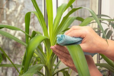 Nemli bir bezle kadının eli oturma odasındaki Yucca Aloifolia bitkisinin yeşil yaprağının tozunu siler. Yakın plan.