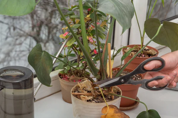 Bir Monstera bitkisinin kurumuş bir yaprağının makasıyla pencere kenarındaki diğer ev çiçeklerinin arka planına sürtünmek. Yakın plan.