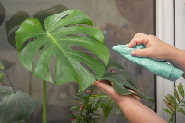 Woman Hand Damp Cloth Wipes Dust Green Leaf Monstera Plant Imagen de archivo