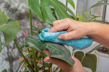 Nemli bir bezle bir kadının eli oturma odasındaki bir canavar bitkisinin yeşil yaprağının tozunu siler. Yakın plan.