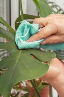 Nemli bir bezle bir kadının eli oturma odasındaki bir canavar bitkisinin yeşil yaprağının tozunu siler. Yakın plan.