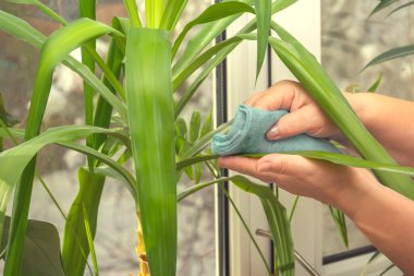 Nemli bir bezle kadının eli oturma odasındaki Yucca Aloifolia bitkisinin yeşil yaprağının tozunu siler. Yakın plan.