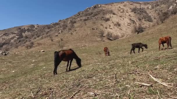 Cavalli Pascolano Prato Primaverile Una Zona Montuosa Puledro Succhia Latte — Video Stock