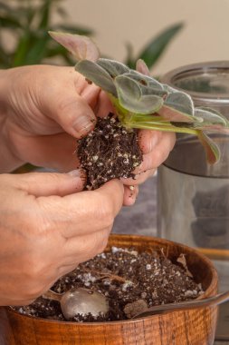 Yeni bir çömlek dikmeden önce menekşe çalılarının eski köklerini temizliyorum. Yakın plan.