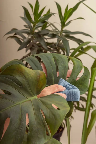 Женская Рука Влажной Тканью Вытирает Пыль Зеленого Листа Растения Монстра — стоковое фото