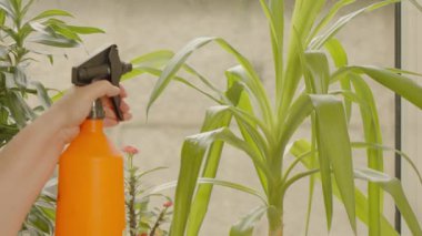 Su püskürtücüsünden bir ev bitkisinin karışımı bir odanın pencere eşiğindeki Yucca Aloifolia ile tedavi