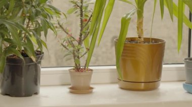 Kadın, kapalı alandaki bitkileri suladıktan sonra pencere pervazını siler.