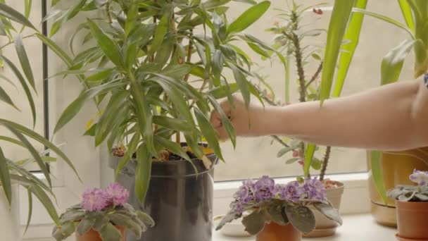 Női Kezek Távolítsa Szárított Levelek Víz Dracaena Növény Áll Ablakpárkányon — Stock videók