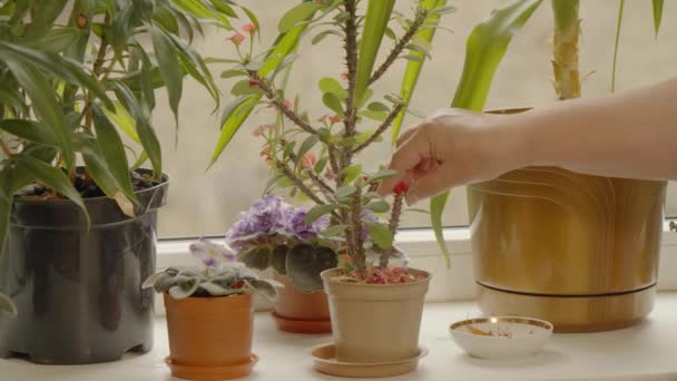 Mãos Mulher Arrancam Flores Murchas Regam Planta Euphorbia Mili Peitoril — Vídeo de Stock