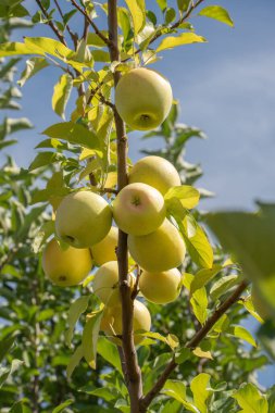 Bahçedeki ağaç dallarında olgunlaşan sarı elmalar mavi gökyüzüne karşı. Yakın plan.