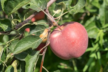 Bahçedeki ağaç dallarında elmalar olgunlaşır. Yakın plan.