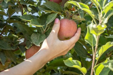 Kadının eli ağaçtan olgun bir elma koparır. Yakın plan.