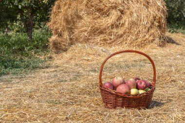 Bahçedeki samanlığın arka planına karşı hasır sepetteki taze elmalar.