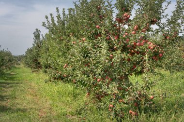 Bahçedeki ağaç dallarında olgunlaşmış kırmızı elmalar mavi gökyüzüne karşı.
