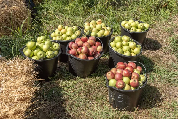 Buckets with collected apples stand on the grass in an apple orchard